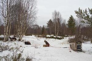 sledding with sled dog in lapland in winter time photo