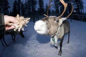 reindeer portrait in winter snow time photo