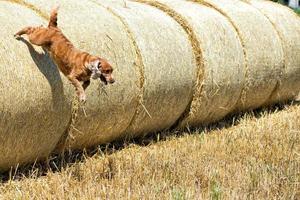 perro cachorro cocker spaniel viniendo a ti foto