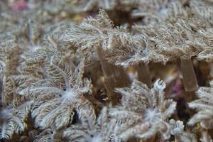 hard coral macro photo