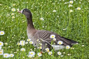 Isolated black and white goose on daisy background photo