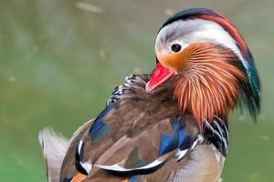 mandarin duck on the green water background photo