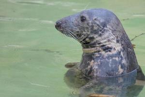 A seal while swimming photo