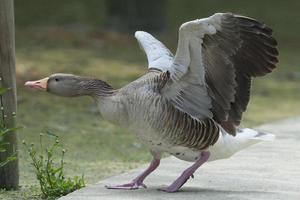 Isolated black and white goose while standing photo