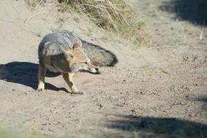 grey fox hunting on the grass photo