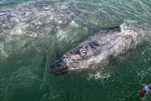 grey whale mother and calf photo