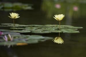 Water Lily flower reflection on water photo