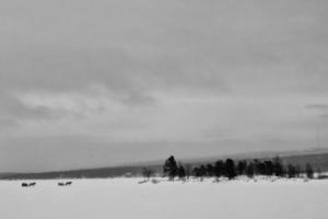 lapland in winter photo