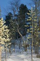 Lapland forest in winter photo