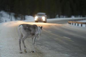 reindeer portrait in winter snow time photo