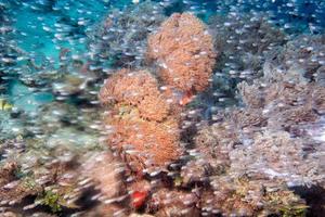 indonesia diving in colorful reef underwater photo