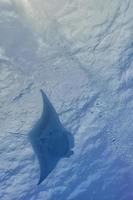 A manta in the deep blue sea photo