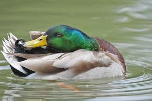 Isolated wild Duck while looking at you photo