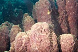 Hard coral macro detail while diving in Indonesia photo