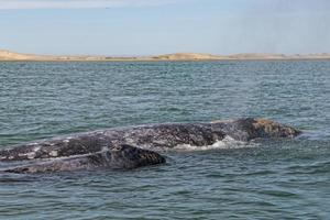 grey whale mother and calf photo