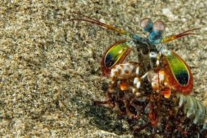 Mantis Lobster defending eggs photo