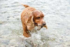 Perro feliz cocker spaniel inglés mientras corre hacia ti foto