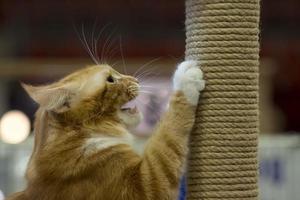 A cat pet close up portrait while scratching and roaring photo