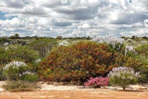 australia bush flowers flora detail photo