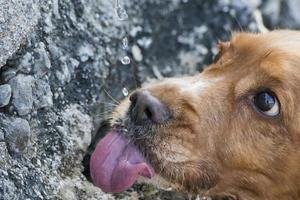 An english cocker spaniel dog licking water drops photo