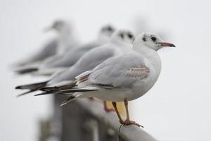 Seagull in a row photo