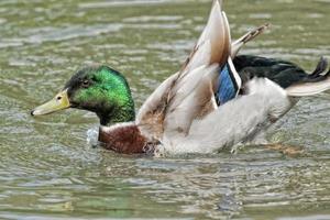 Isolated wild Duck while looking at you in the green background photo