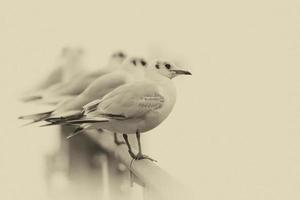 Seagull in a row in sepia old style photo