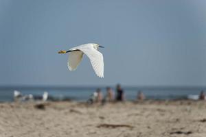 White egret heron portrait photo