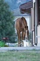 horse outside the house photo