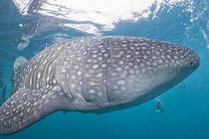 Whale Shark close up underwater portrait photo