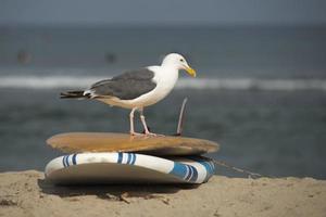 seagull on surf board on sandy beach photo