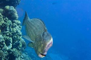 Bump head jack fish close up portrait in the reef background photo