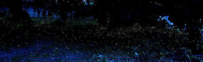 A lot of lighted firefly on night time photo