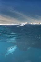 Isolated Whale Shark portrait underwater in Papua downunder system photo