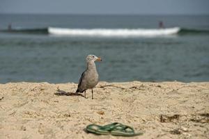 seagull on sandy beach photo