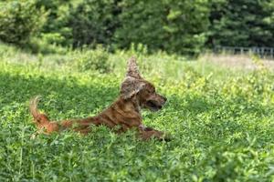 contento perrito perro corriendo a usted en verde césped antecedentes foto