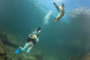 beautiful blonde girl and sea lion underwater photo