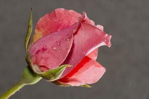 Pink rose detail photo