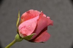 Pink rose detail photo