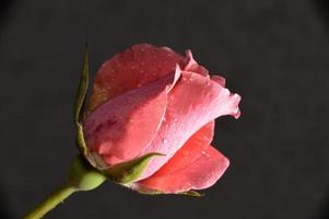 Pink rose detail photo