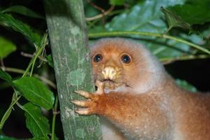 Cuscus indonesian endemic monkey photo