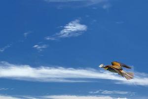 A bee eater bird flying with a butterfly photo