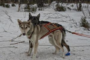 sledding with sled dog in lapland in winter time photo