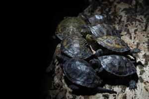 madagascar river turtle close up photo