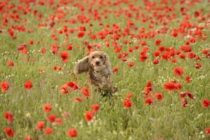 English cocker spaniel dog into poppy photo