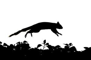 A squirrel silhouette in black and white while jumping photo