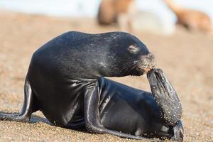 sea lion on the beach in Patagonia photo