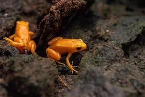 Golden mantella frog of Madagascar photo