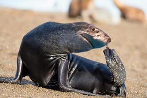 female sea lion seal picking nose with fin in Patagonia photo