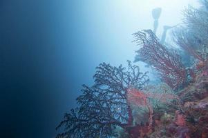 colorido paisaje submarino arrecife de raja ampat papua foto